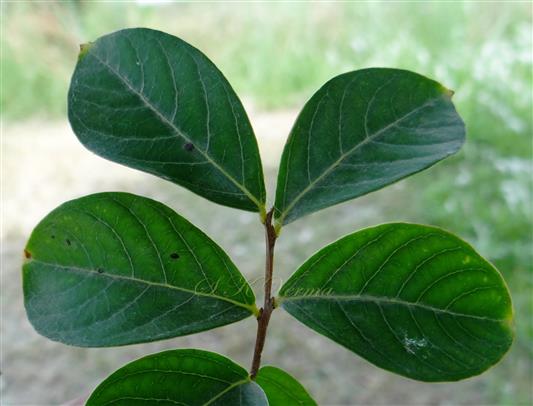  Branch beraing leaves